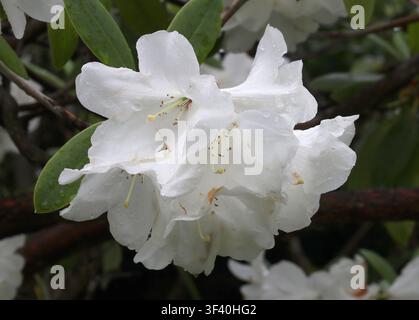 Rhododendron "Snow Queen", Ericaceae. UK. Rhododendron 'Snow Queen' ist ein kräftiges, großes immergrünes Rhododendron mit weißen Blüten. Stockfoto