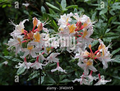 Westliche Azalee oder Kalifornische Azalee, Rhododendron occidentale, Ericaceae. Westen der USA, Nordamerika. Stockfoto