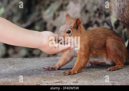 Erdhörnchen, das aus der Hand einer Person in einem Park füttert und Samen während einer nahen Wildtierbegegnung frisst Stockfoto