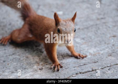 Rotwiesel schaut direkt in die Kamera, während es auf einer gepflasterten Oberfläche in einem Stadtpark sitzt, Nahaufnahme-Wildtierfotografie. Stockfoto