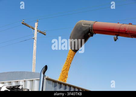 Mähdrescher füllt LKW neben Überhead-Stromleitungen. Landwirtschaftliche Gefahren, Sicherheit während der Erntezeit und Unfallverhütungskonzept. Stockfoto