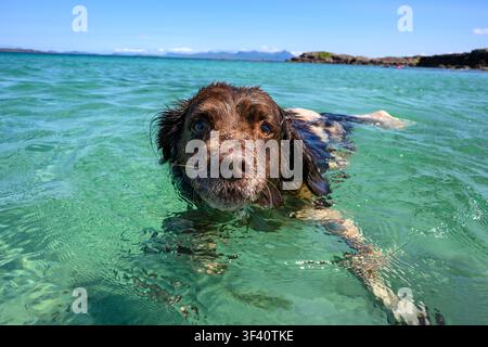 English Springer Spaniel schwimmt auf die Kamera zu im klaren türkisfarbenen Meer am Mellon Udrigle Beach, Wester Ross. Stockfoto