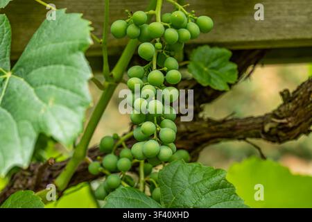 Makrofotografie eines Büschels kleiner, harter, unreifer grüner Trauben, die an einer üppigen Rebe in einem landwirtschaftlichen Weinberg wachsen. Stockfoto