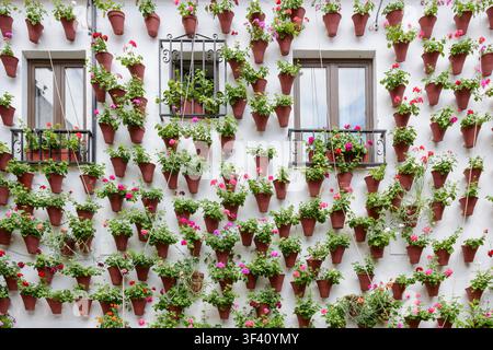 Topfgeranien hängen an einer weißen Fassade während des Patios de Cordoba Festivals im historischen Zentrum von Cordoba, Andalusien, Spanien, im Frühlingslicht. Stockfoto