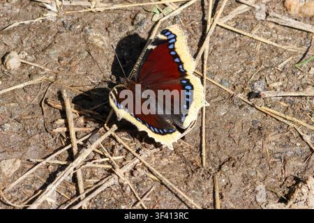 Nymphalis antiopa, der Trauermantel-Schmetterling, sitzt mit geöffneten Flügeln auf dem Boden Stockfoto