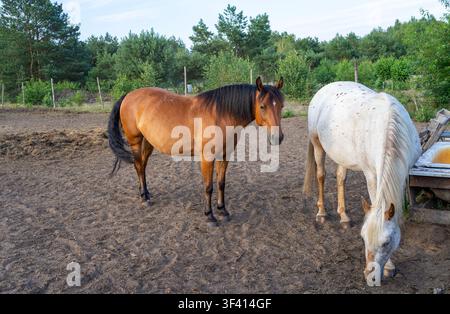Braunes Pferd und weißes Pferd stehen zusammen in einem Außengehege in der Nähe eines hölzernen Futtertrog, Erdreichboden, Zaunpfosten und üppige Bäume schaffen ein helles Stockfoto