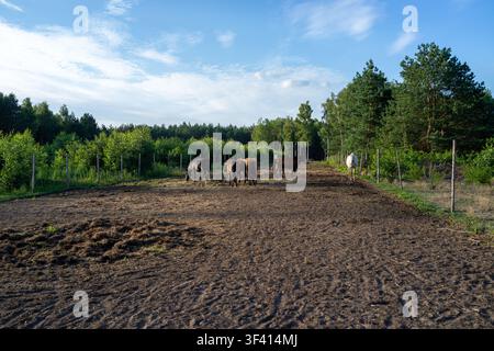 Mehrere Pferde ruhen sich in einem Außenpferch auf dem Bauernhofgelände, während ein Landarbeiter in der Nähe des Zauns steht; schlammiger Boden, grüne Bäume und heller Tageslicht-Himmel schaffen c Stockfoto