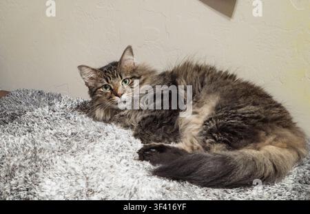 Eine flauschige braune getigerte Katze mit grünen Augen ruht auf einem strukturierten grauen Teppich vor einer schlichten Wand. Stockfoto