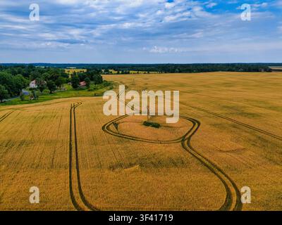 Luftaufnahme eines goldenen landwirtschaftlichen Weizenfeldes mit Traktorspuren Stockfoto