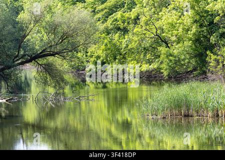 Ruhiger grüner Fluss, der ein üppiges Waldkronendach widerspiegelt, überhängende Weidenzweige und Schilfländer vereinen sich zu einer friedlichen, ruhigen Landschaft, ideal für Envi Stockfoto