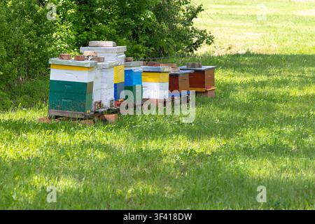 Bunte Holzbeuten ruhen in einem sonnendurchfluteten Wiesenimkerhof, umrahmt von grünen Bäumen und Gras, während Bienen summen und bestäuben, was das Landleben und die Honzerzeugung vermittelt Stockfoto