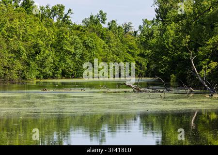 Ein ruhiger grüner Sumpffluss fließt durch dichten Sommerwald, mit algenbedecktem Wasser, umgestürzten Bäumen und ruhigen Spiegelungen, die eine friedliche, natürliche Stockfoto
