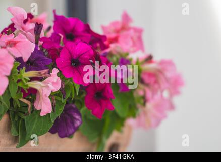 Nahaufnahme einer Ansammlung lebhafter Petunienblüten in einer Vase mit weißem unscharfem Hintergrund Stockfoto