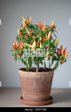 Zierlicher mehrjähriger Chili-Pfefferstrauch in einem Topf mit vielen bunten Pfefferfrüchten wächst zu Hause. Stockfoto