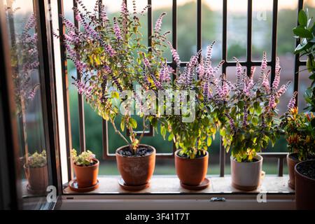 Blühender thailändischer Basilikum-Pflanzenstrauch mit kleinen lila Aromablüten im Tontopf auf Fensterbank zu Hause Stockfoto