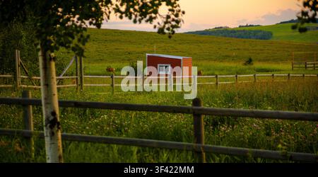 Eine Farm in Alberta, Kanada, bei Sonnenuntergang mit Rehen, die auf der Wiese grasen. Stockfoto