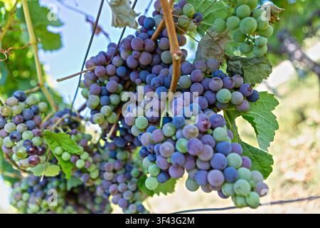 Nahaufnahme von grünen und violetten reifenden Weintrauben, die an Weinbergtrellisfäden wachsen. Stockfoto
