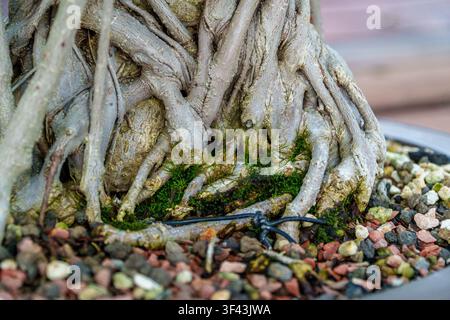 Eine detaillierte Nahaufnahme, die den strukturierten, verflochtenen Stamm und die moosigen Wurzeln eines Topf-Bonsai-Baumes einfängt, der Ruhe ausstrahlt. Stockfoto