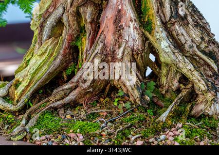 Detaillierte Nahaufnahme eines knorrigen Bonsai-Stammes und moosiger Wurzeln, die komplexe Texturen und zeitlose natürliche Schönheit zeigen. Stockfoto