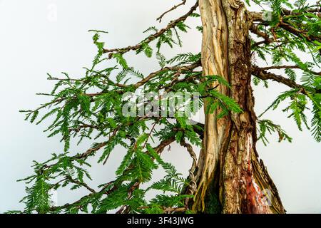 Eine detaillierte Ansicht eines Bonsai-Baums mit kunstvoller, texturierter Rinde, drahtgebundenen grünen Ästen und einem ruhigen minimalistischen weißen Hintergrund. Stockfoto