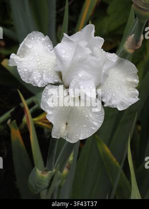 Weiße große bärtige Iris, Iris germanica alba 'Immortality', Iridaceae. Schottland, UK. Iris germanica alba ist eine klassische weißblühende bärtige Iris. Stockfoto
