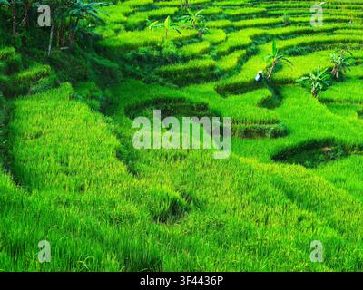 Landschaftsfotografie einer malerischen Reisterrasse in Bogor, Westjava, Indonesien Stockfoto