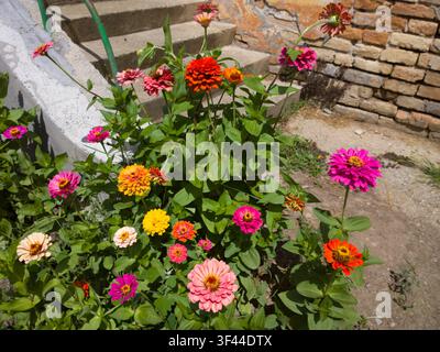 Bunte Mischung aus Zinnien, die in einem rustikalen Hinterhof neben alten Steinstufen und einer Ziegelmauer blühen. Stockfoto