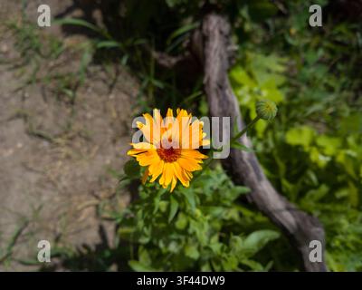 Helle orangefarbene Ringelblume, die in einem Garten mit einer geschlossenen Knospe blüht, Nahaufnahme von oben. Stockfoto