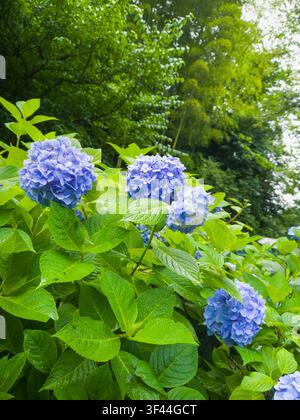 Schöne blaue Hortensienblüten mit nassen grünen Blättern, die während der Regensaison im Meigetsuin-Tempel in Kamakura, Japan, blühen. Stockfoto
