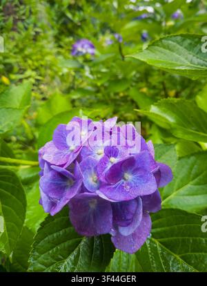 Nahaufnahme einer lebendigen violetten Hortensie, die mit nassen grünen Blättern nach dem Regen im Meigetsu-in-Tempel in Kamakura, Japan, blüht Stockfoto