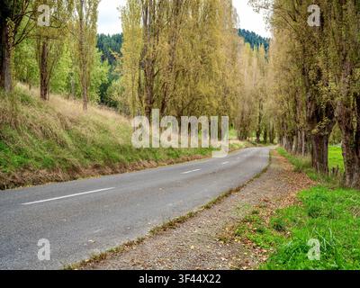Straße, Auto-Hintergrund, Automobil-Heckplatte, Landstraße gesäumt von Pappeln Stockfoto