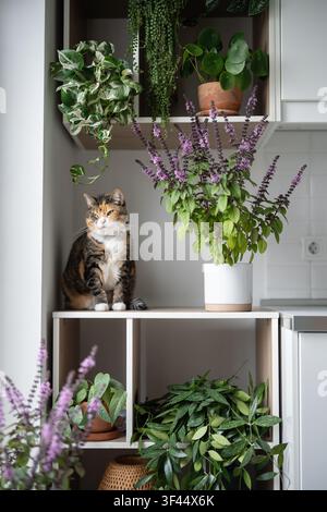 Hauseigener Kater mit Halsbandage posiert auf Küchenschrank zwischen üppig blühenden Topfpflanzen. Stockfoto