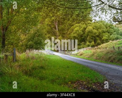 Straße, Autofond, Automobilheckplatte, ruhige Landstraße, die von Bäumen gesäumt ist Stockfoto