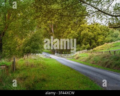 Straße, Autofond, Automobilheckplatte, ruhige Landstraße, die von Bäumen gesäumt ist Stockfoto