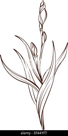 Iristiel mit Blättern und geschlossenen Knospen, botanische Vektorstiftzeichnung, schwarz-weiße botanische Radierung im Vintage-Stil für Branding, Briefpapier Stock Vektor