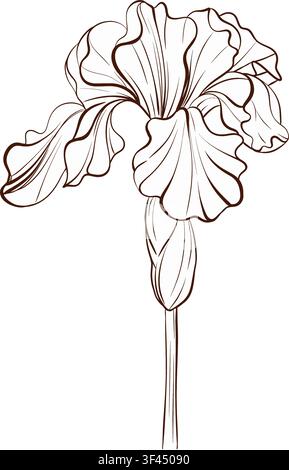 Seitenansicht einer Irisblüte, botanische Vektorkonturzeichnung, Schwarz-Weiß-botanische Radierung im französischen Stil für Luxusverpackungen, Buchcover, Wandkunst Stock Vektor