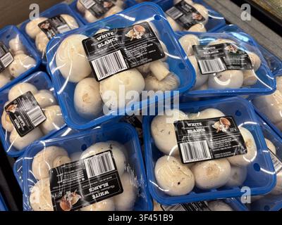 Verpackte weiße Pilze in blauen Plastiktrays, die auf einem Supermarktregal ausgestellt sind. Stockfoto