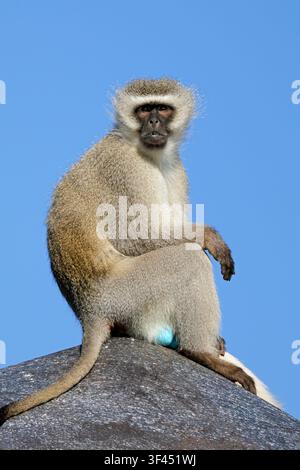 Ein männlicher Grünaffen (Cercopithecus aethiops) auf der Ausschau, Südafrika Stockfoto
