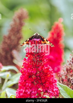 Ein kleiner Schmetterling der Art 'Aglais urticae' sitzt auf einem Blütenkopf der Buddleja Stockfoto