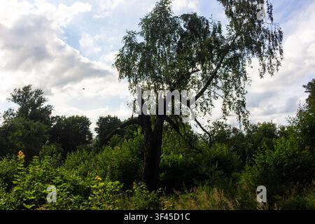 Einsamer, verwitterter Birkenbaum steht hoch aufgerichtet in einem üppigen Sommerwald unter einem bewölkten Himmel, seine einzigartigen gezackten Äste streben dem Licht entgegen und schaffen eine w Stockfoto
