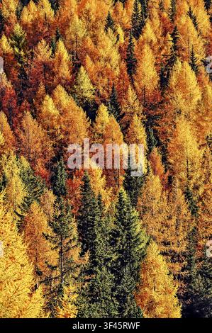 Italien Südtirol . Dolomiten - Bäume im Herbst Stockfoto