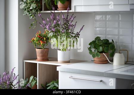 Dekorativer Hausgarten mit blühenden Topfpflanzen wie thailändischem Basilikum, Chilischote, Pilea und Epipremnum. Stockfoto