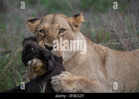 Löwe, Panthera leo, Löwin & Büffeltötung. Nahaufnahme einer Löwin, die eine Büffelkadaver mit ihrem Maul und ihren Pfoten packt. Stockfoto