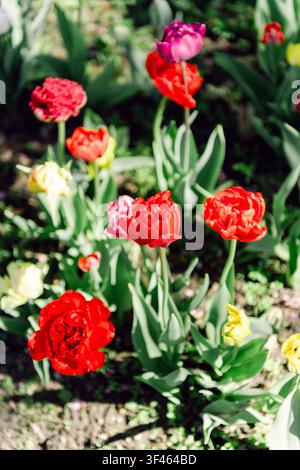 Malerische rote Tulpen blühen in einem hellen Frühlingsgarten Stockfoto