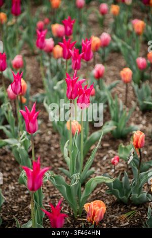 Rosa lilienblütige Tulpen blühen im Frühling Stockfoto