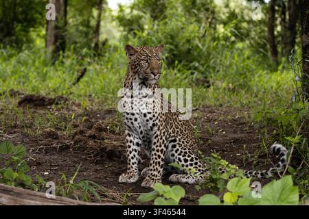 Leopard, Panthera pardus, Weibchen sitzt aufmerksam auf dem Boden in einer üppigen grünen Waldlichtung Stockfoto