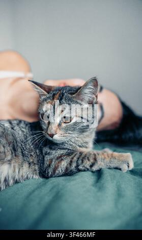 liebenswerter Tabby-Kater ruht auf dem Bett, während sich eine junge Frau entspannt Stockfoto