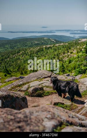 Hund auf einem Berggipfel genießt die Aussicht Stockfoto