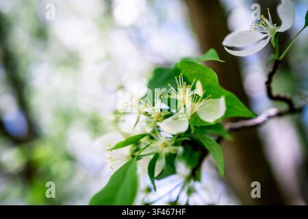 Schöne weiße Apfelblüten blühen im Frühling Stockfoto