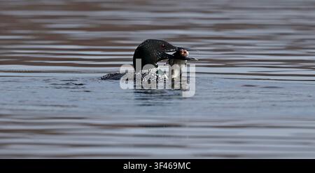 Eistaucher mit einem großen Fisch im Schnabel Stockfoto